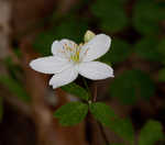 Eastern false rue anemone